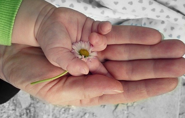 Bild: Kinderhand in Erwachsenenhand mit Gänseblume